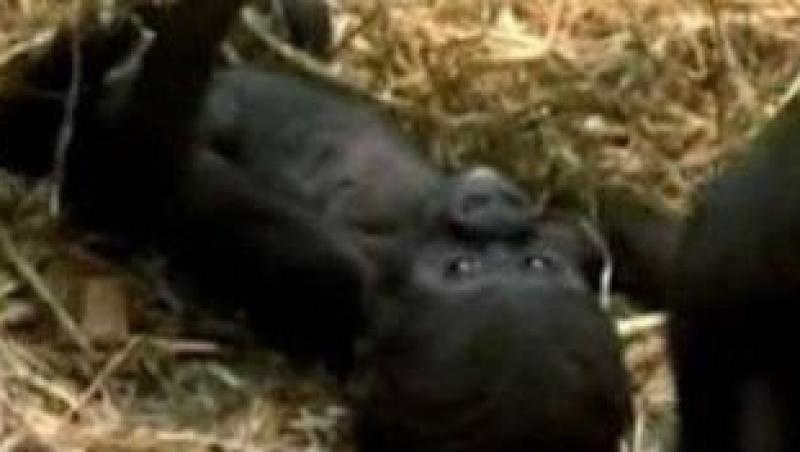 VIDEO! Un pui de gorila, noua vedeta a Gradinii Zoologice din Londra