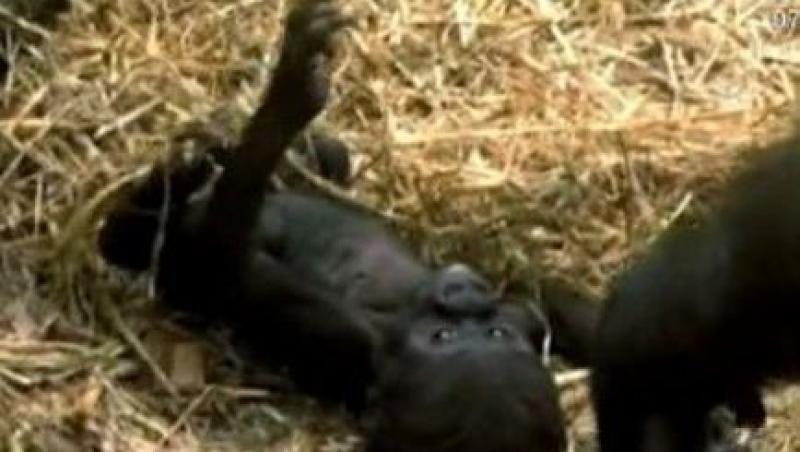 VIDEO! Un pui de gorila, noua vedeta a Gradinii Zoologice din Londra