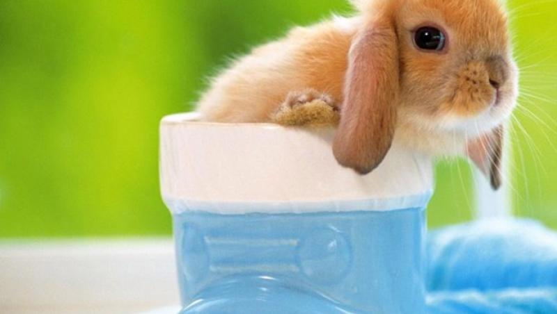 Un animal de casa potrivit copiilor - iepurele Mini Lop
