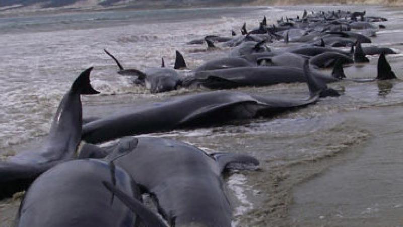 VIDEO! Dezastru in Noua Zeelanda: 107 balene esuate