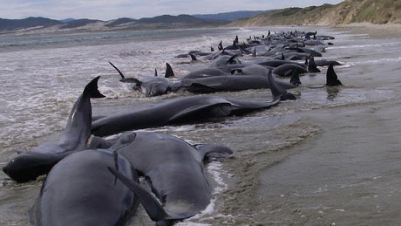 VIDEO! Dezastru in Noua Zeelanda: 107 balene esuate