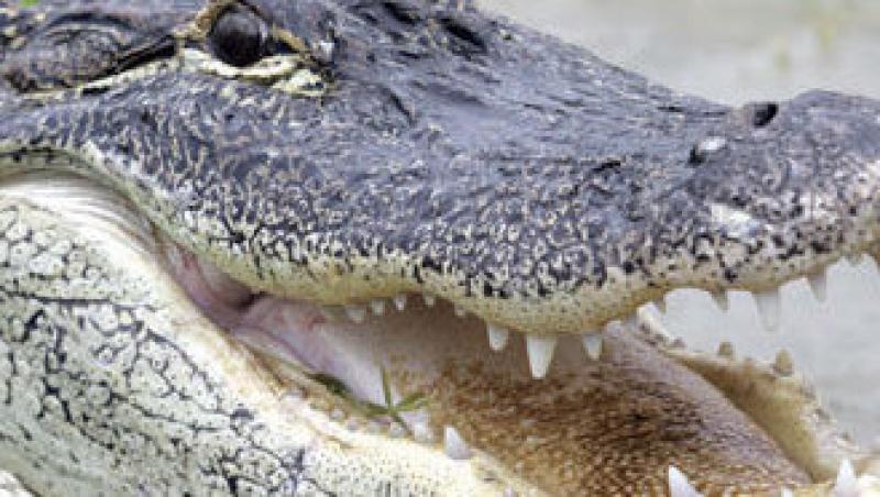 Brazilia: O femeie a gasit un aligator de doi metri in casa