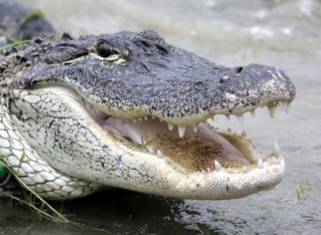 Brazilia: O femeie a gasit un aligator de doi metri in casa