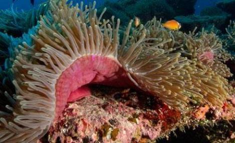Specialisti: Zeci de mii de kilometri de corali ar putea disparea pana in 2050!