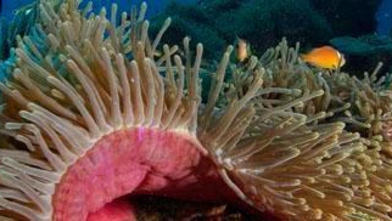 Specialisti: Zeci de mii de kilometri de corali ar putea disparea pana in 2050!