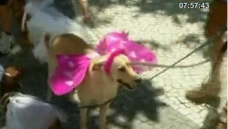 VIDEO! Carnavalul animalelor la Rio de Janeiro