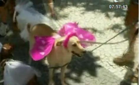 VIDEO! Carnavalul animalelor la Rio de Janeiro