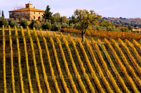 Top 10 cele mai cunoscute regiuni viticole ale lumii