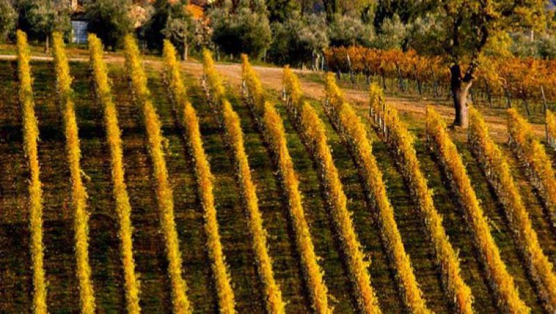 Top 10 cele mai cunoscute regiuni viticole ale lumii