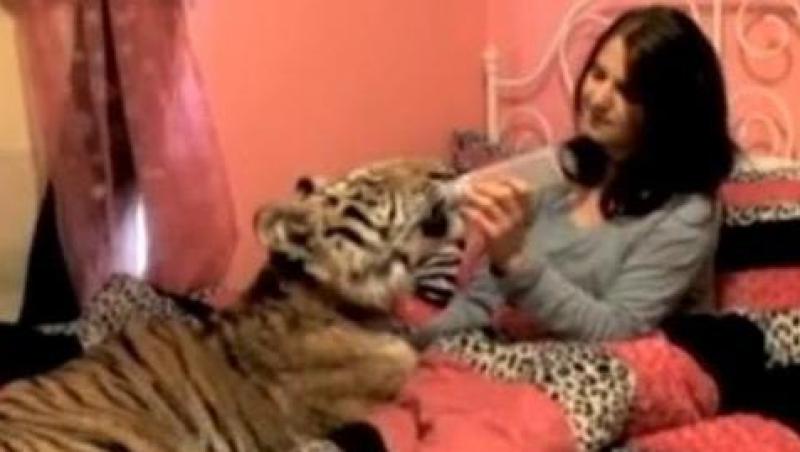 VIDEO! O tanara traieste cu un tigru bengalez in pat