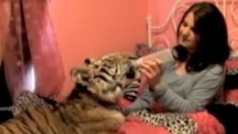VIDEO! O tanara traieste cu un tigru bengalez in pat