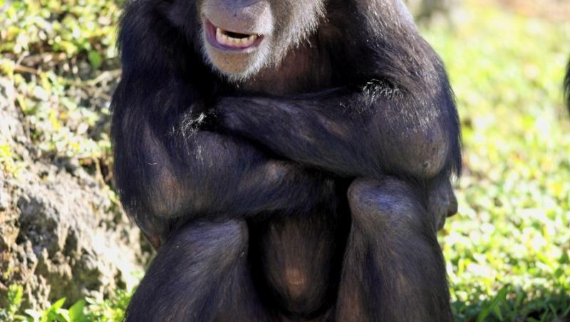 Anglia: Carne de cimpanzeu, vanduta ilegal in restaurante