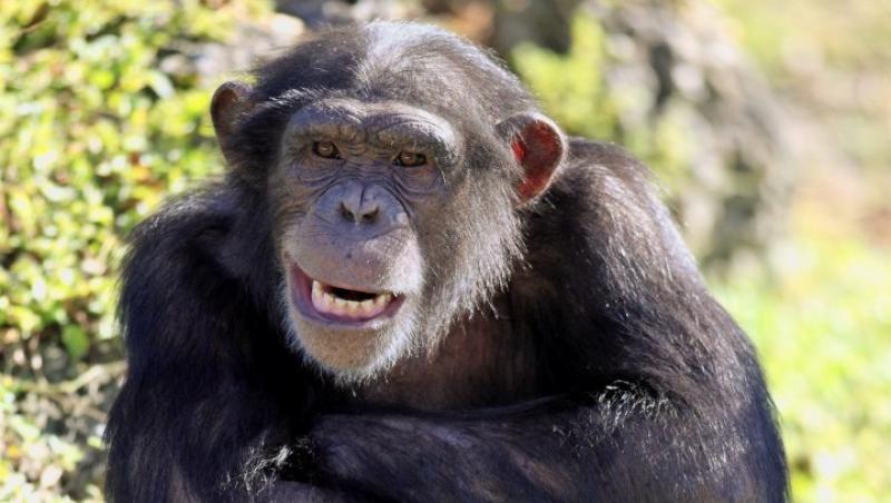Anglia: Carne de cimpanzeu, vanduta ilegal in restaurante