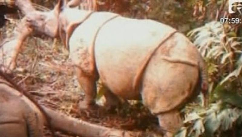 VIDEO! Imagini inedite cu cei mai rari rinoceri din lume!