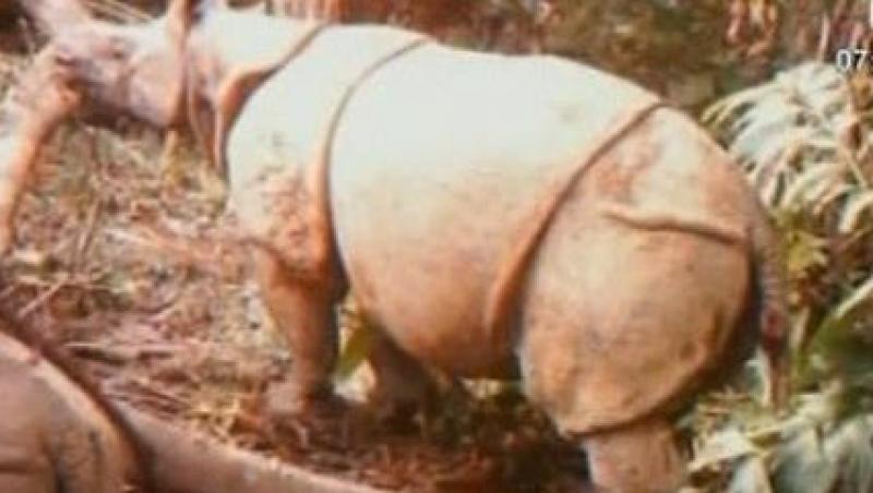 VIDEO! Imagini inedite cu cei mai rari rinoceri din lume!