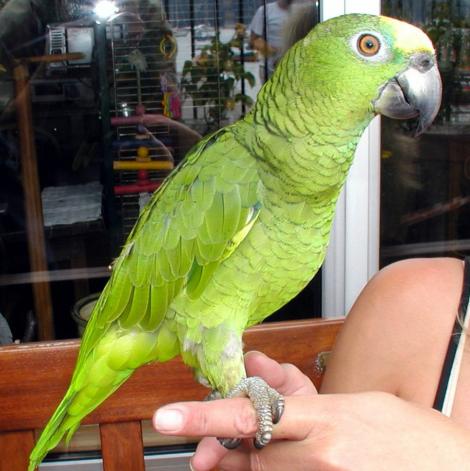 Papagalii - trei lucruri esentiale despre ingrijirea lor