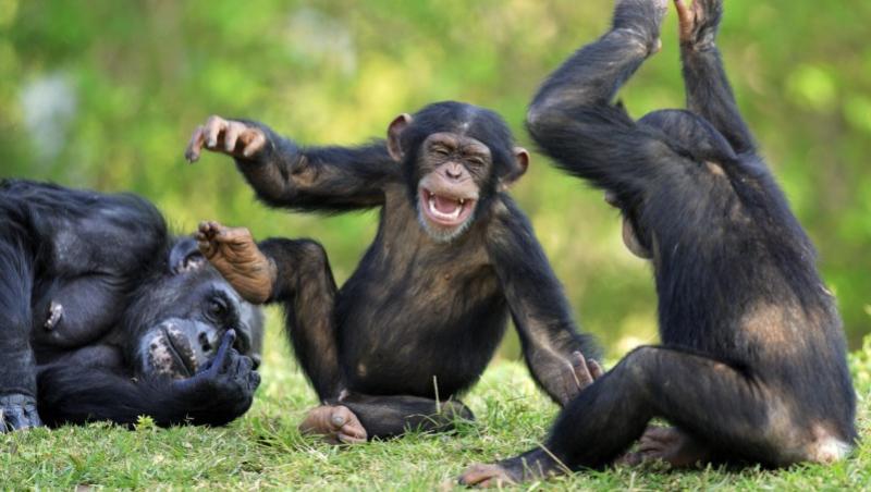 VIDEO! Trei cimpanzei, atractia unei gradini zoologice