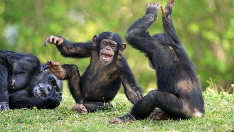 VIDEO! Trei cimpanzei, atractia unei gradini zoologice