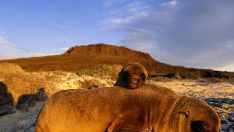 Insulele Galapagos - expresia desavarsita a naturii