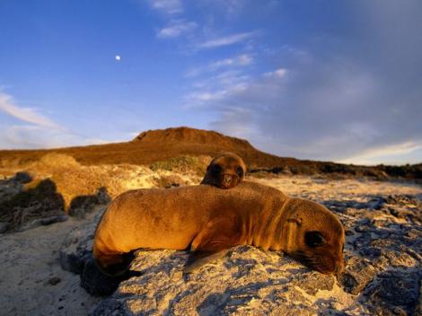 Insulele Galapagos - expresia desavarsita a naturii