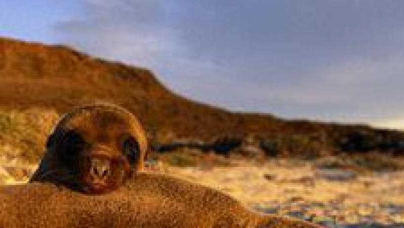 Insulele Galapagos - expresia desavarsita a naturii