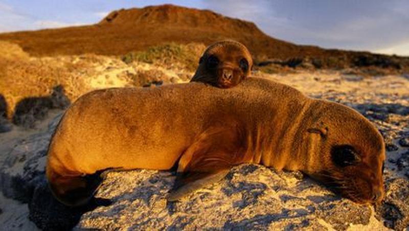 Insulele Galapagos - expresia desavarsita a naturii