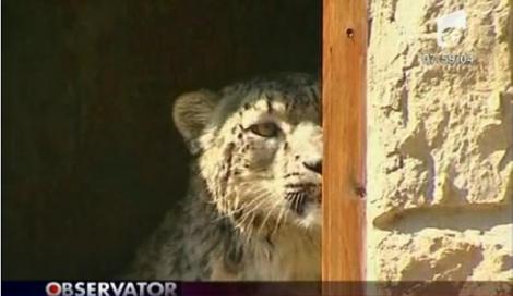 VIDEO! Vezi noile vedete de la gradina zoologica din Ungaria!