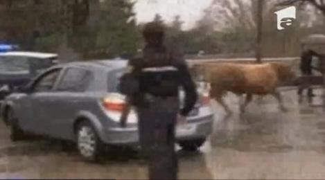 VIDEO! Un taur a creat panica pe strazile unui oras din Spania
