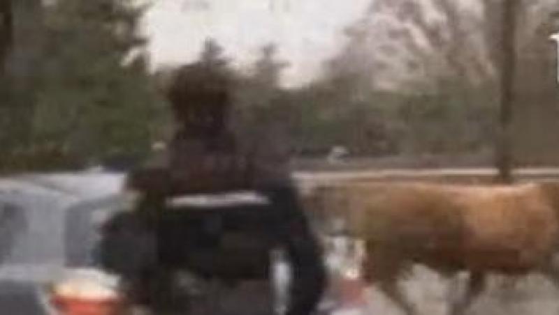 VIDEO! Un taur a creat panica pe strazile unui oras din Spania