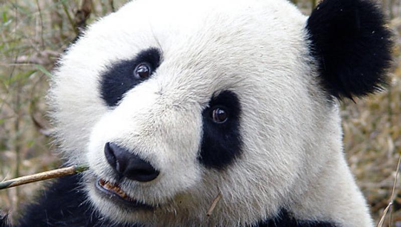 VIDEO! Po - cel mai tanar panda american