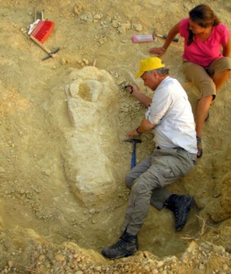 Fosila de dinozaur, descoperita de arheologi in Angola