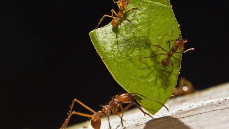 VIDEO! Afla care este rolul insectelor in tratarea afectiunilor!