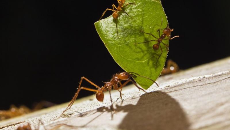 VIDEO! Afla care este rolul insectelor in tratarea afectiunilor!