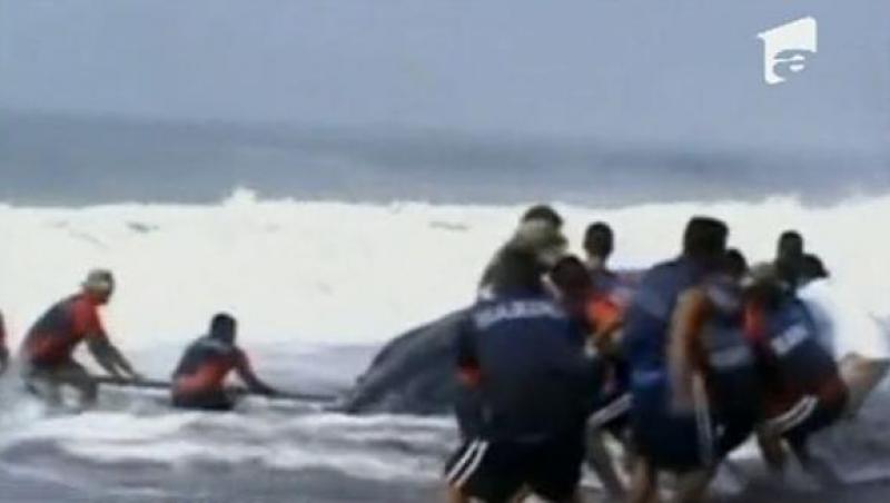 VIDEO! O balena esuata s-a intors in Ocean!