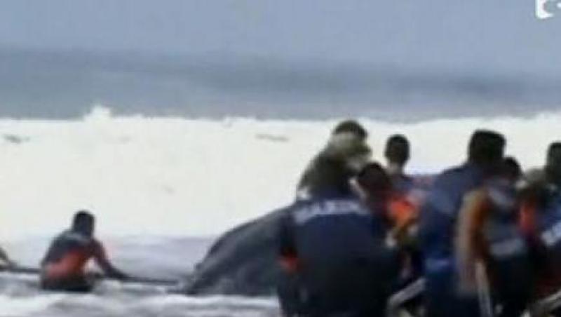 VIDEO! O balena esuata s-a intors in Ocean!