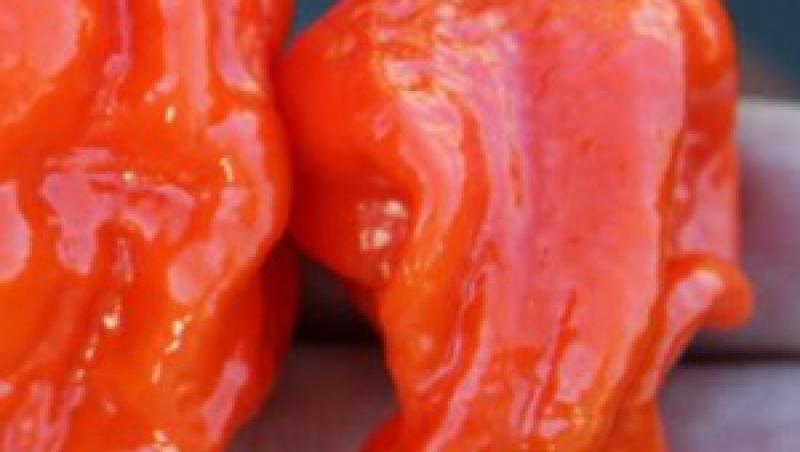 VIDEO! Naga Viper chili - cel mai iute ardei din lume