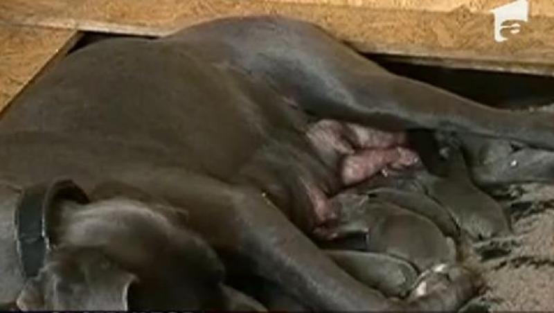 VIDEO! Record: O femela din rasa dog german a nascut 17 pui!