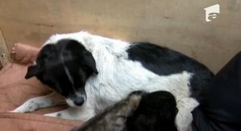 VIDEO! Pui de pantera adoptat de o catelusa in China