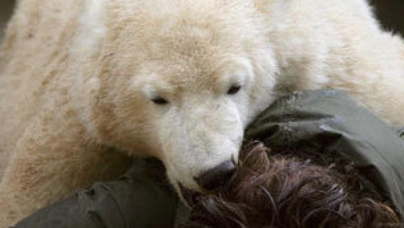 VIDEO! Vezi imagini socante cu ultimele clipe din viata ursuletului polar Knut