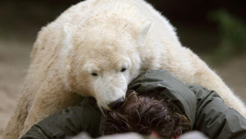 VIDEO! Vezi imagini socante cu ultimele clipe din viata ursuletului polar Knut