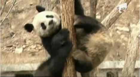 VIDEO! Vezi ce pot face trei ursi acrobati din China!