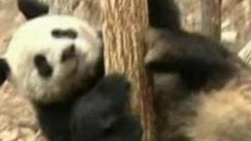 VIDEO! Vezi ce pot face trei ursi acrobati din China!