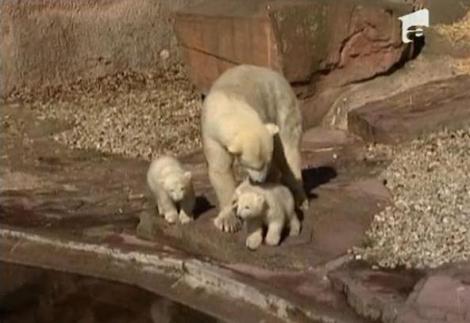 VIDEO! Vezi cum arata "urmasii" lui Knut!
