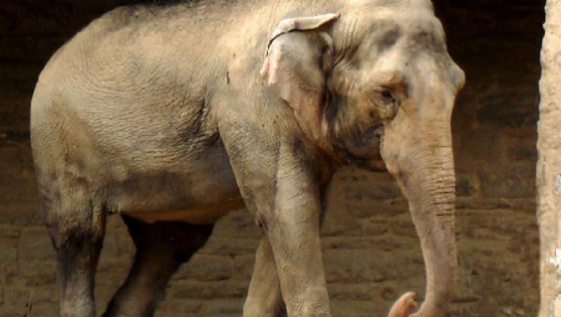 SOCANT! Ultimul elefant de circ din Marea Britanie, injunghiat si chinuit de un ingrijitor roman