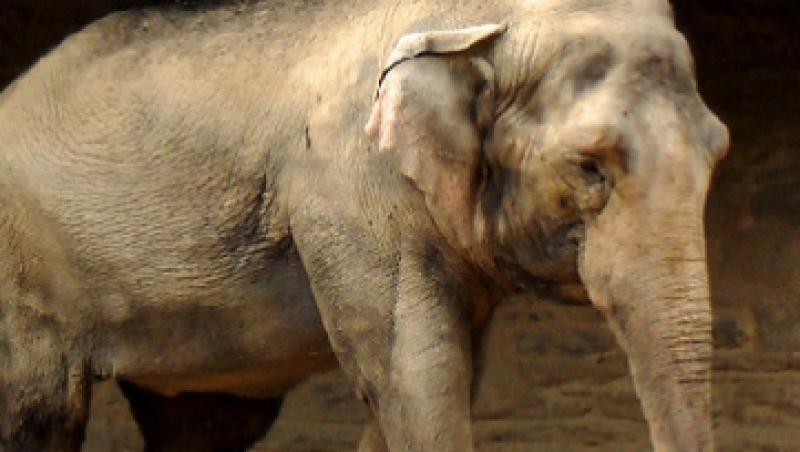 SOCANT! Ultimul elefant de circ din Marea Britanie, injunghiat si chinuit de un ingrijitor roman