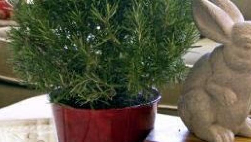 Rozmarinul - o planta decorativa, plina de aroma