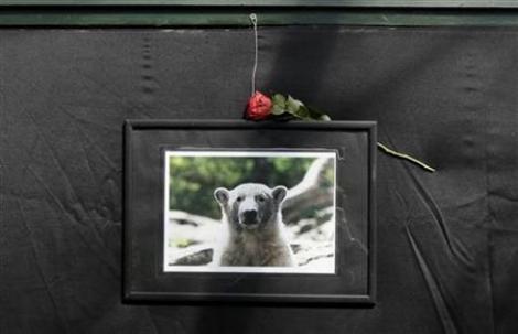 Ursuletul Knut a murit de epilepsie