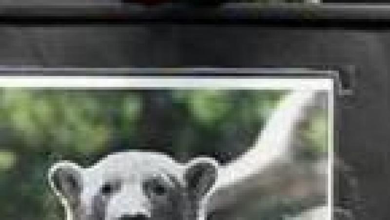 Ursuletul Knut a murit de epilepsie