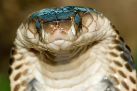 Cobra egipteana, disparuta de la Zoo