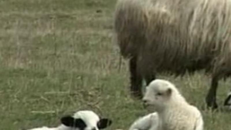 VIDEO! Ciobanii contraataca de Pasti: au aparut mieii Bio